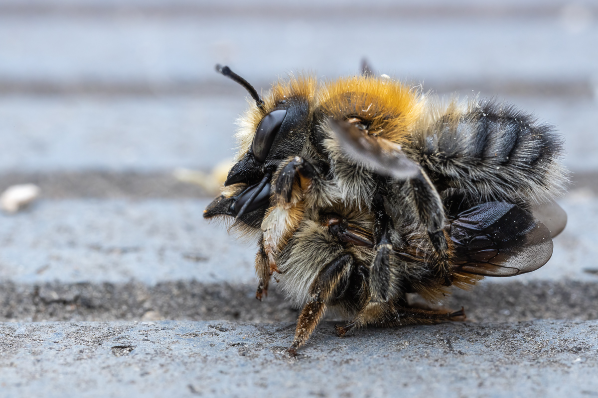 Wildbienen-Paarung_2021-06-03- Makroforum-2.jpg