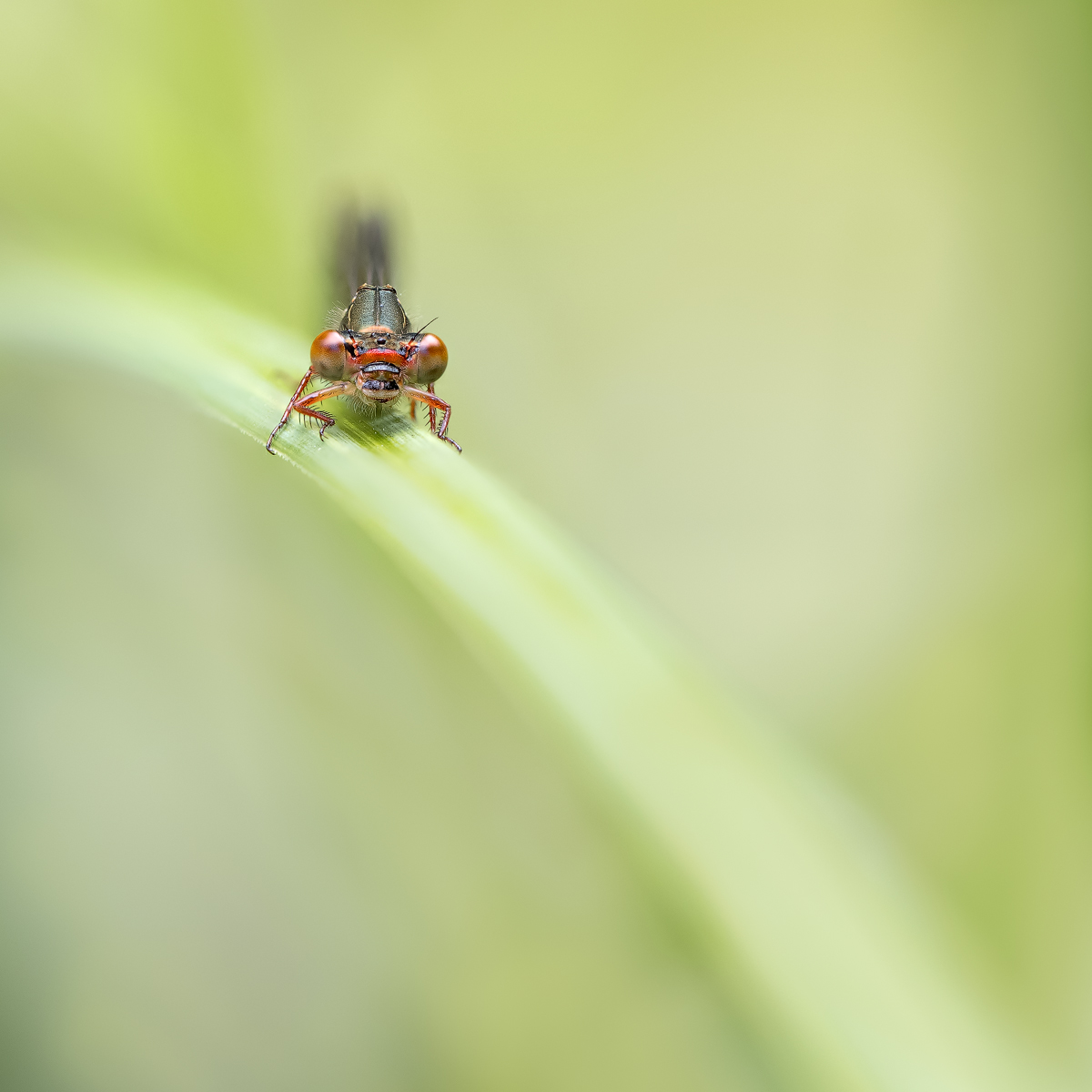 20210607-0646-(B,Radius8,Smoothing4)10-657---Kopie.jpg