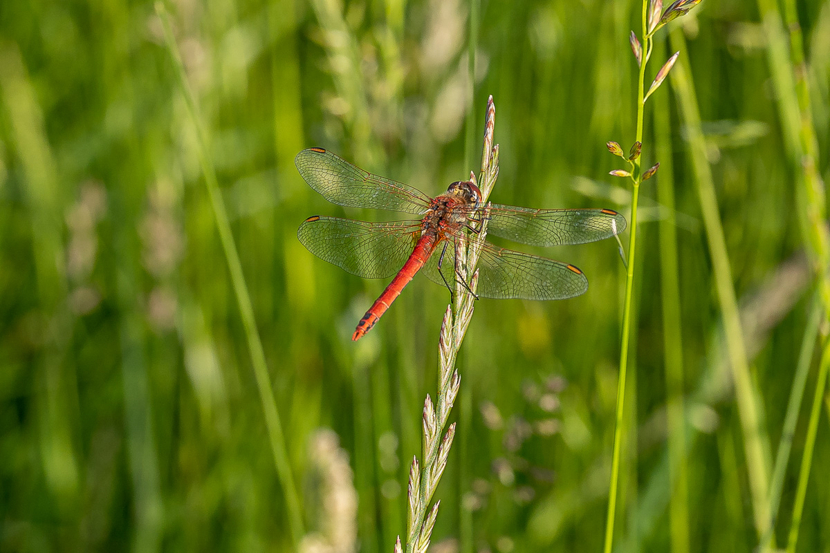 Blutrote Heidelibelle-4.jpg