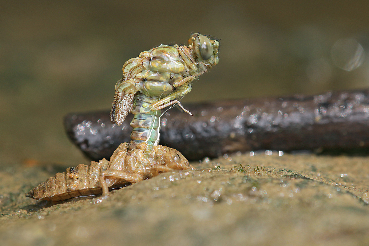 01_Onychogomphus forcipatus_f_Schlupf_IMG_8911_1200.jpg