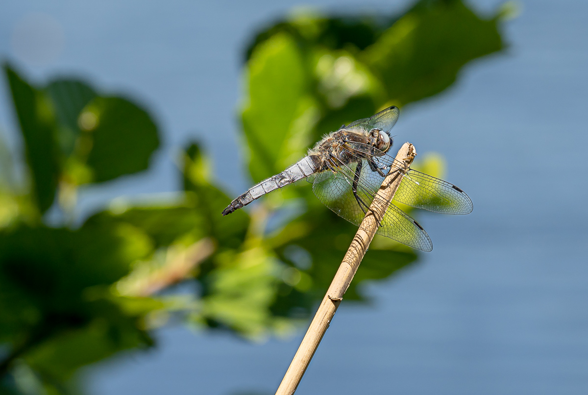 Spitzenfleck (Libellula fulva) Männchen-forum.jpg