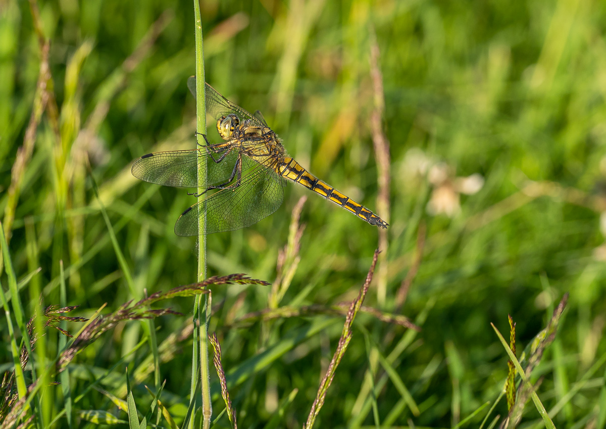 Großer Blaupfeil (Orthetrum cancellatum) - Weibchen-1.jpg