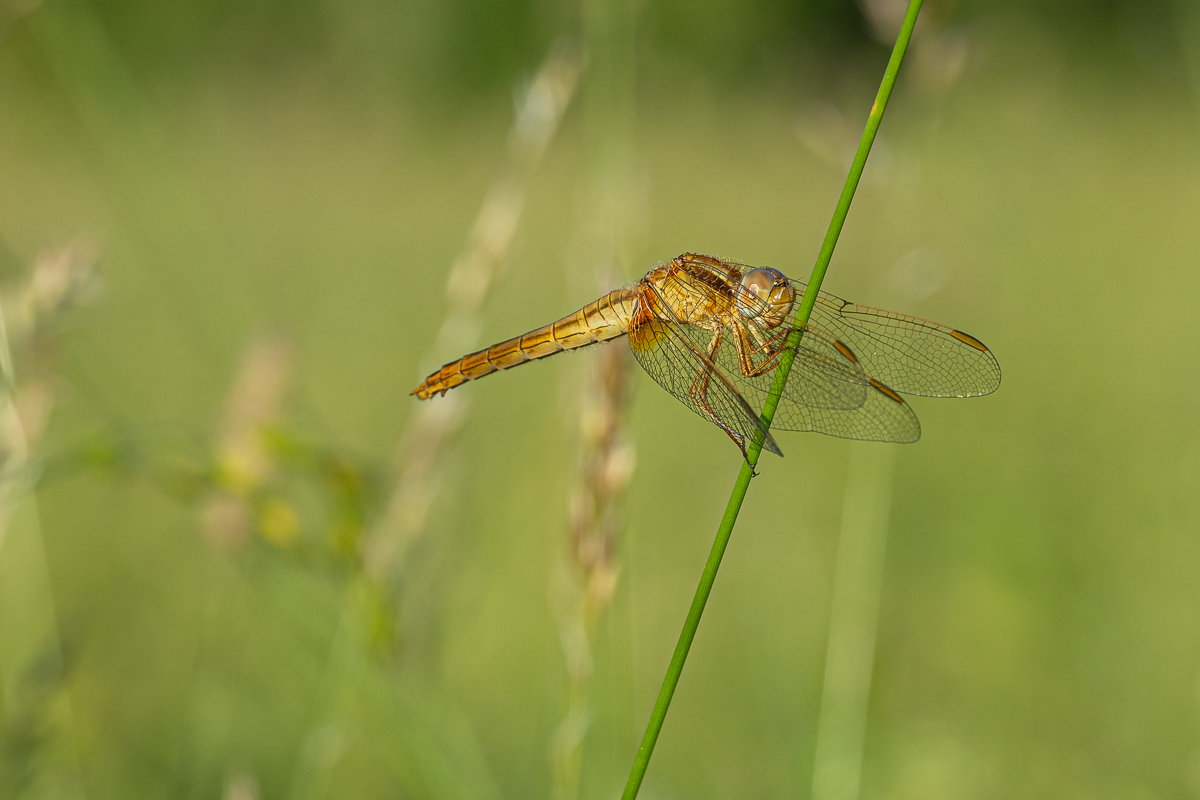Feuerlibelle - Junges Männchen -1.jpg