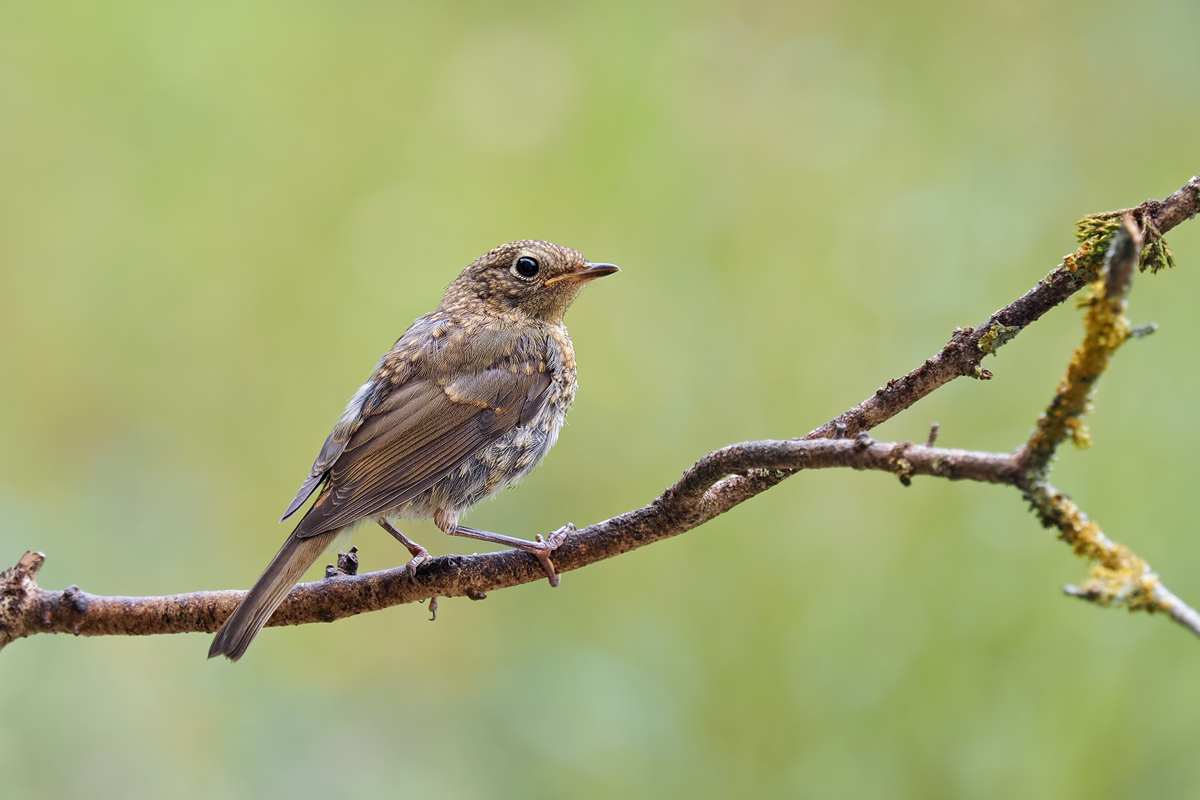 Erithacus-rubecula-OGG58716---Kopie.jpg