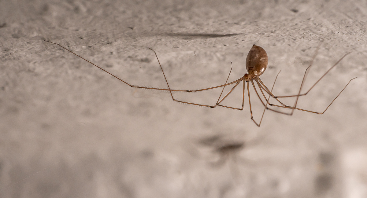 Zitterspinne 31.jpg