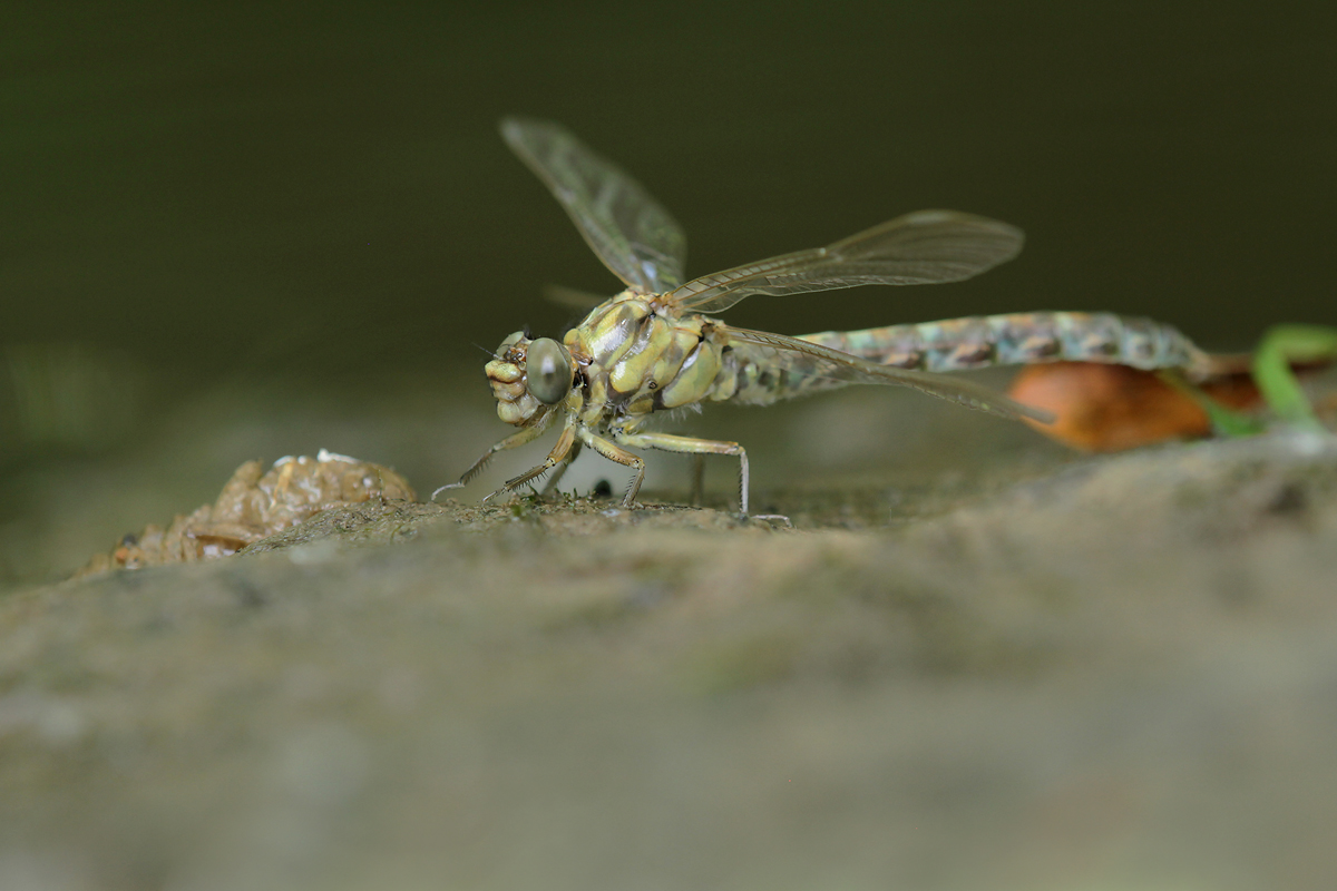 09_Onychogomphus forcipatus_f_Schlupf_IMG_9133_1200.jpg