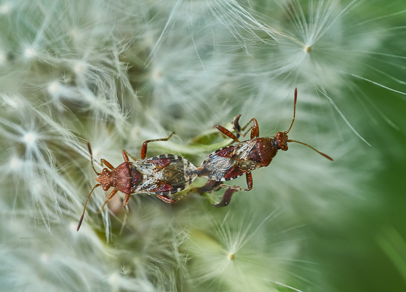 Rhopalus subrufus, Paarung.jpg