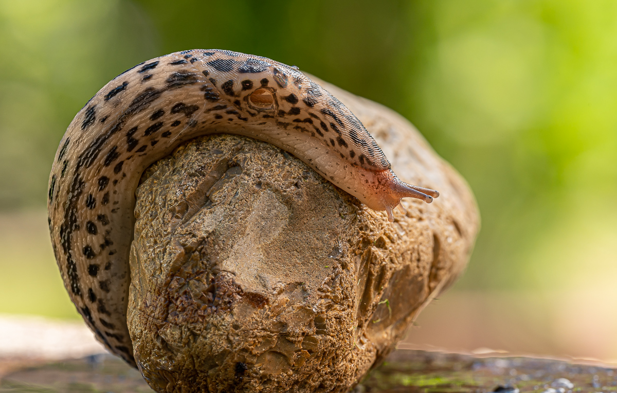 Tigerschnegel Limax Maxius 1.jpg