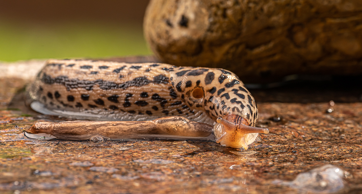 Tigerschnegel Limax Maxius 10.jpg