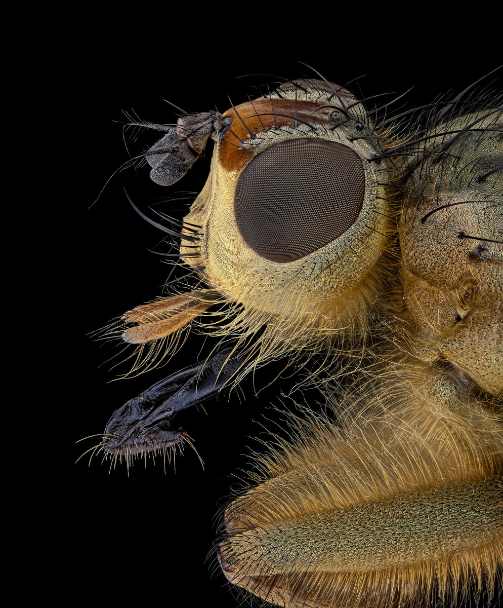05255_D810_Laowa25_6zu1_Fliege_0p01.JPG