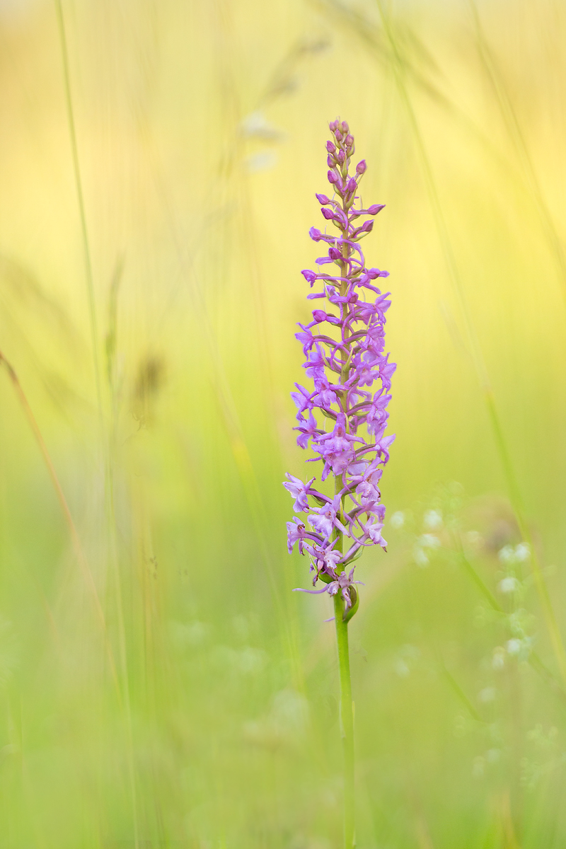 _MG_4787-Bearbeitet Kopie.jpg