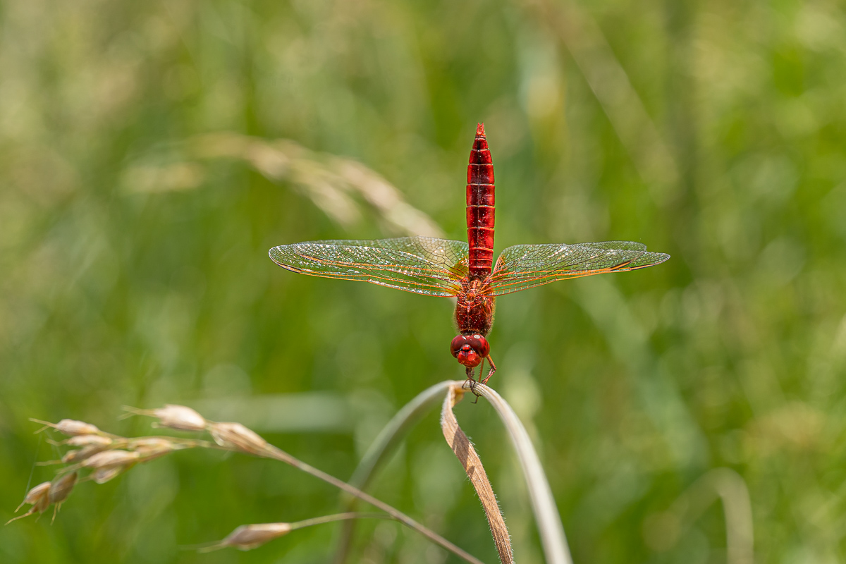 Feuerlibelle-4.jpg