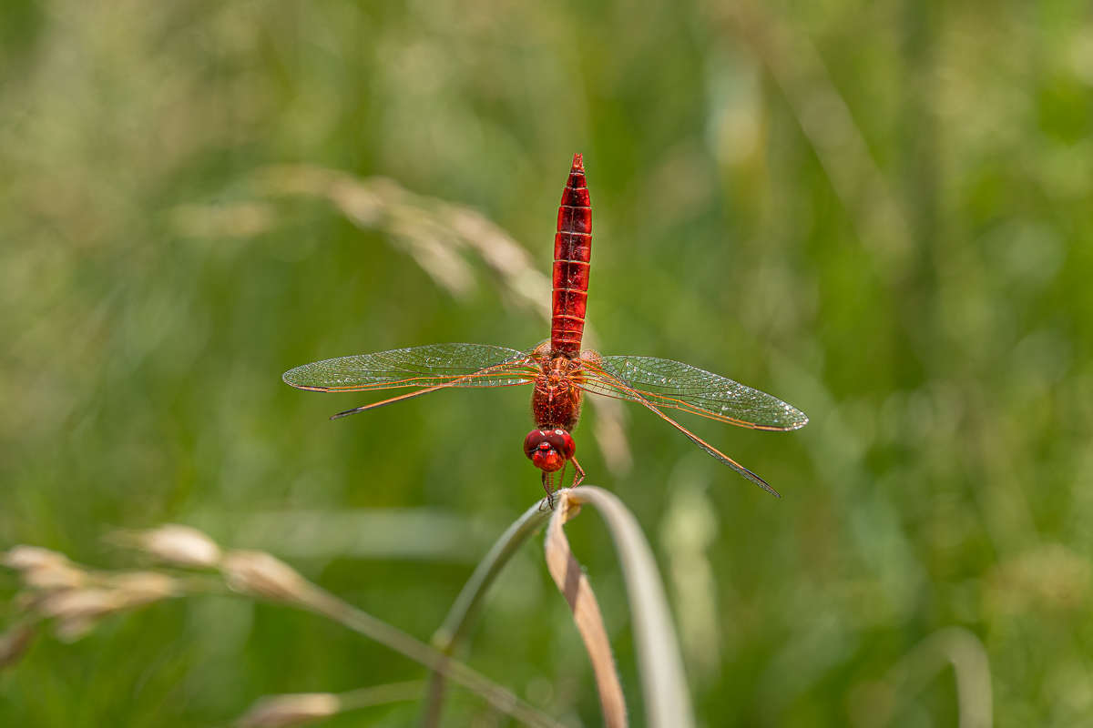 Feuerlibelle-5.jpg