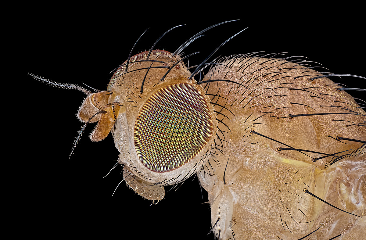 05263_D810_Mitutoyo10_10zu1_Drosophila_0p005.JPG