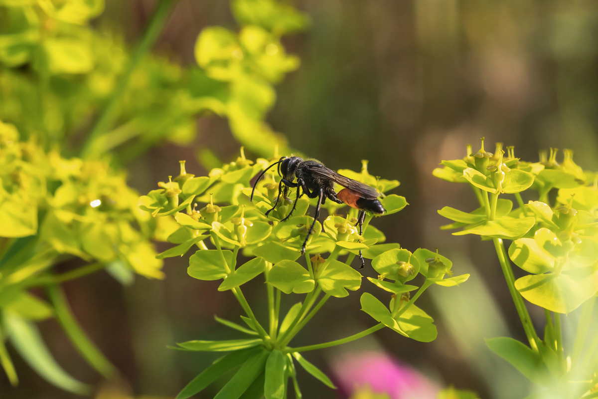 Sphex funeralis Heuschreckensandwespe; Sphecidae Insekt (1)-1-1.jpg