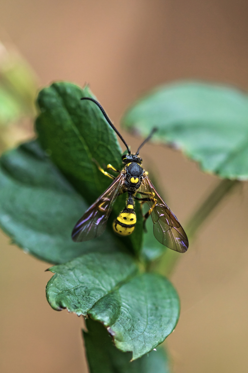 Sphinctus serotinus-3.jpg