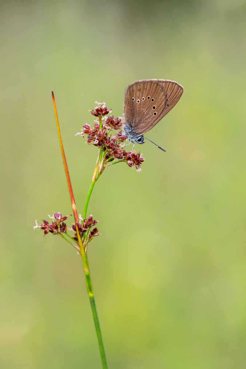 Wiesenknopf-Ameisenbläuling_2021-07-16- Makroforum.jpg
