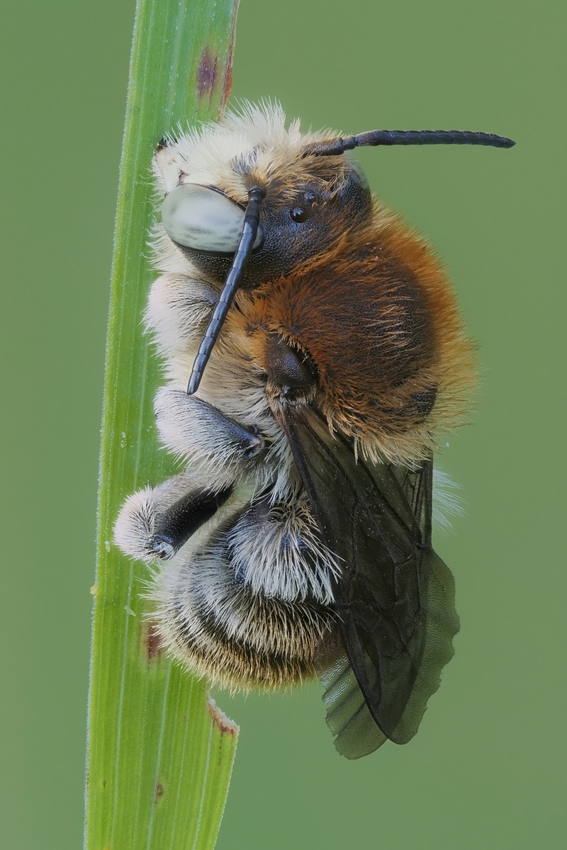 biene-stack-836096-271.jpg