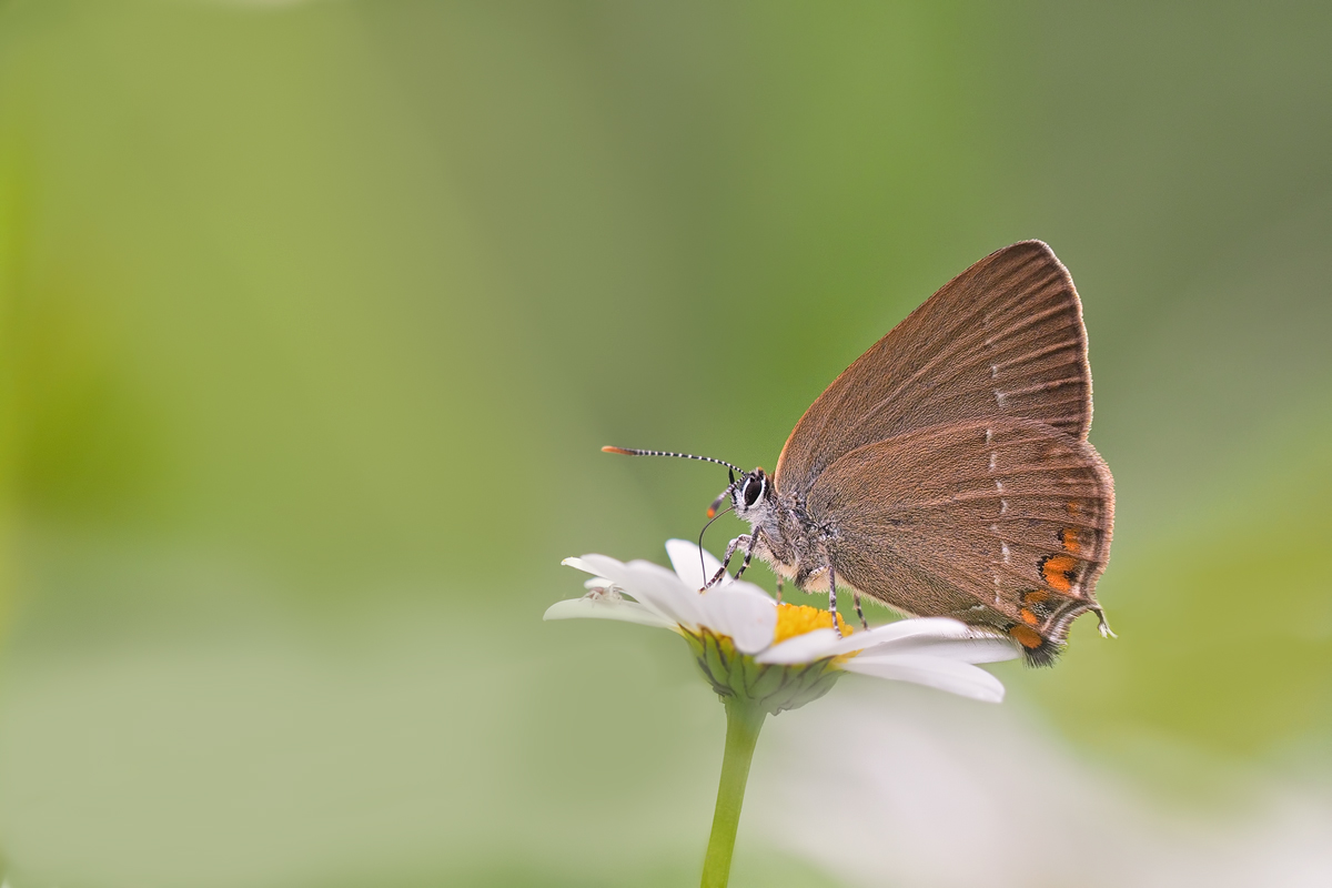 Satyrium-pruni-OOG88045---Kopie.jpg