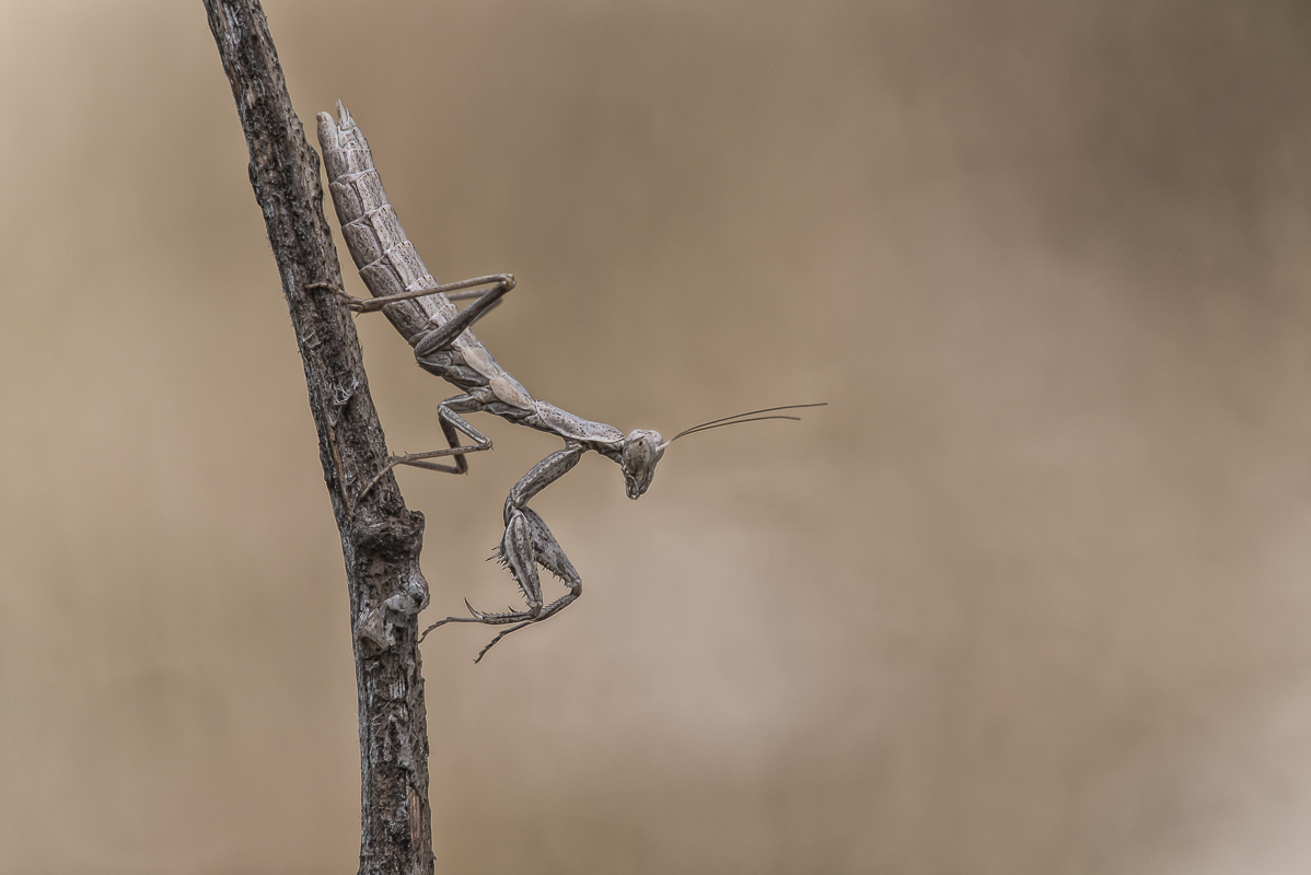 Fangschrecke-.jpg