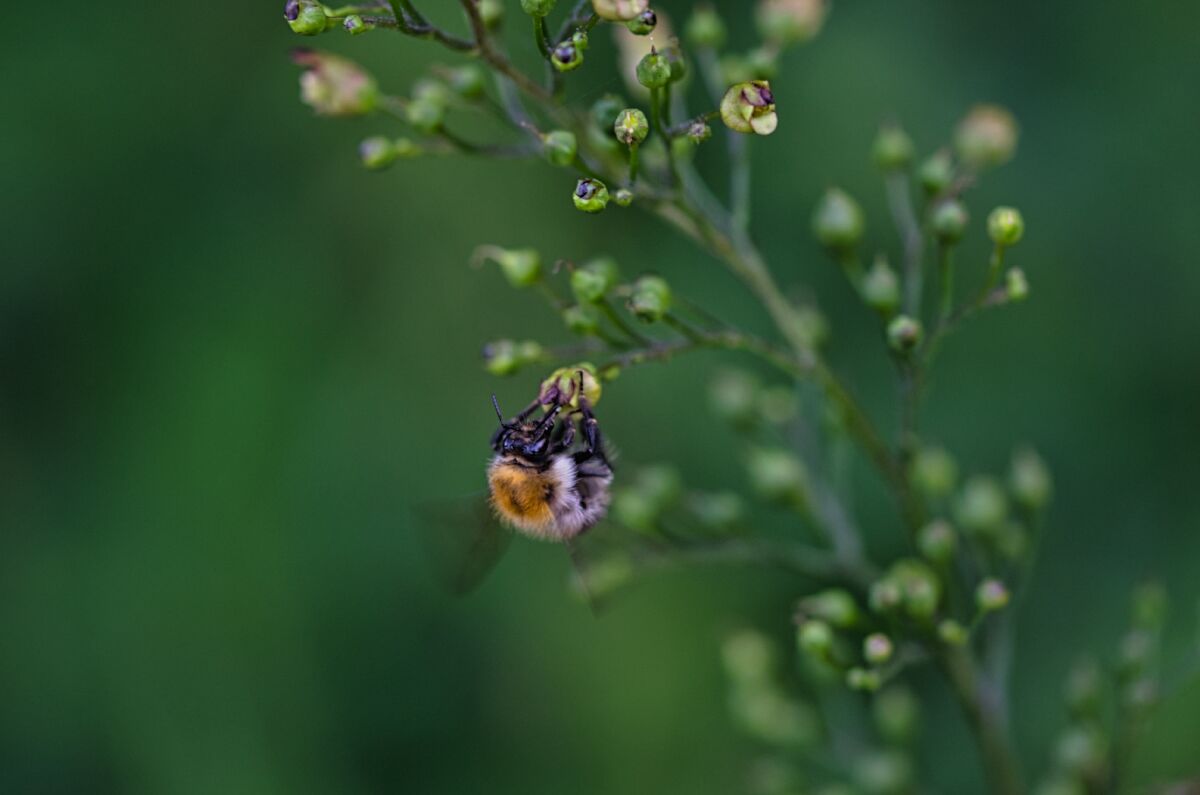 20221-07-18 Kevelaer Hunderunde (22).jpg