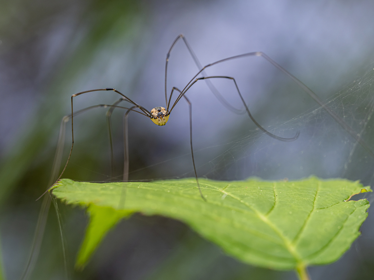 P7210874-1-Spinne-verkl.jpg