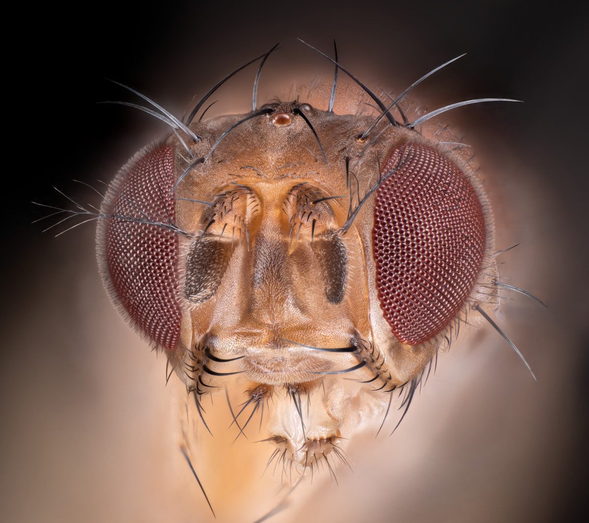 05268_D810_Mitutoyo10_12zu1_Drosophila_0p005.JPG