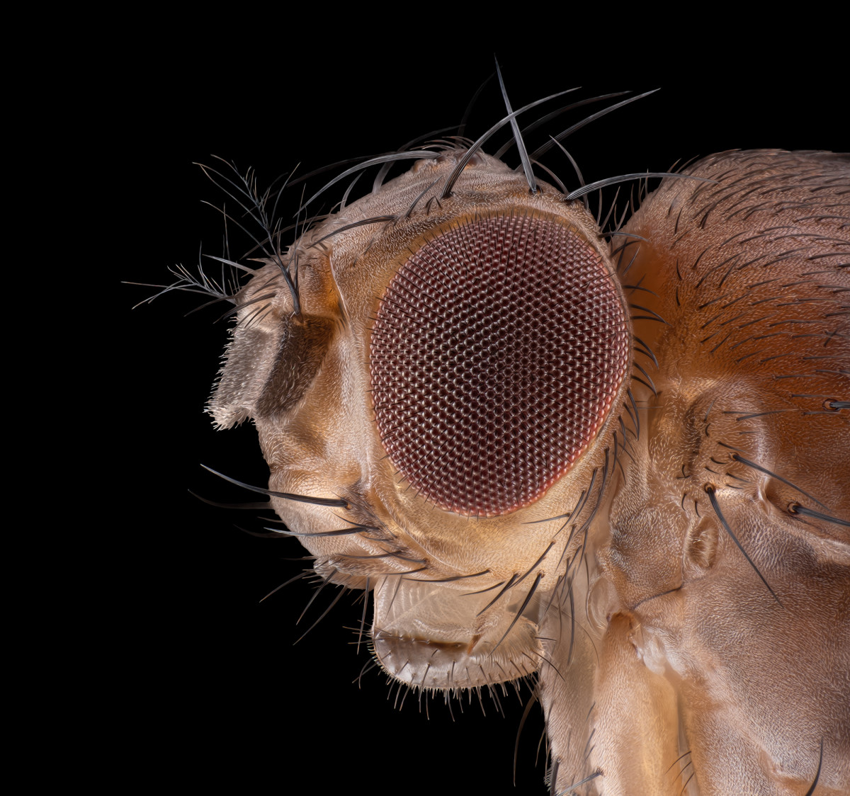 05270_D810_Mitutoyo10_12zu1_Drosophila_0p005_01.JPG