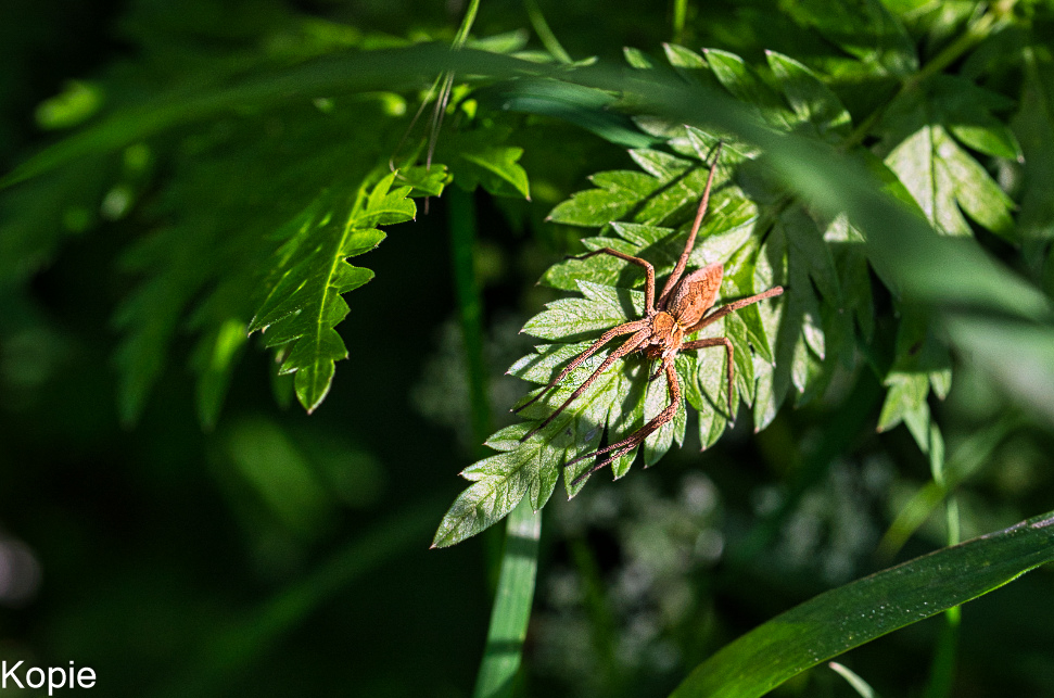 Spinne Ulli (1 von 1).jpg