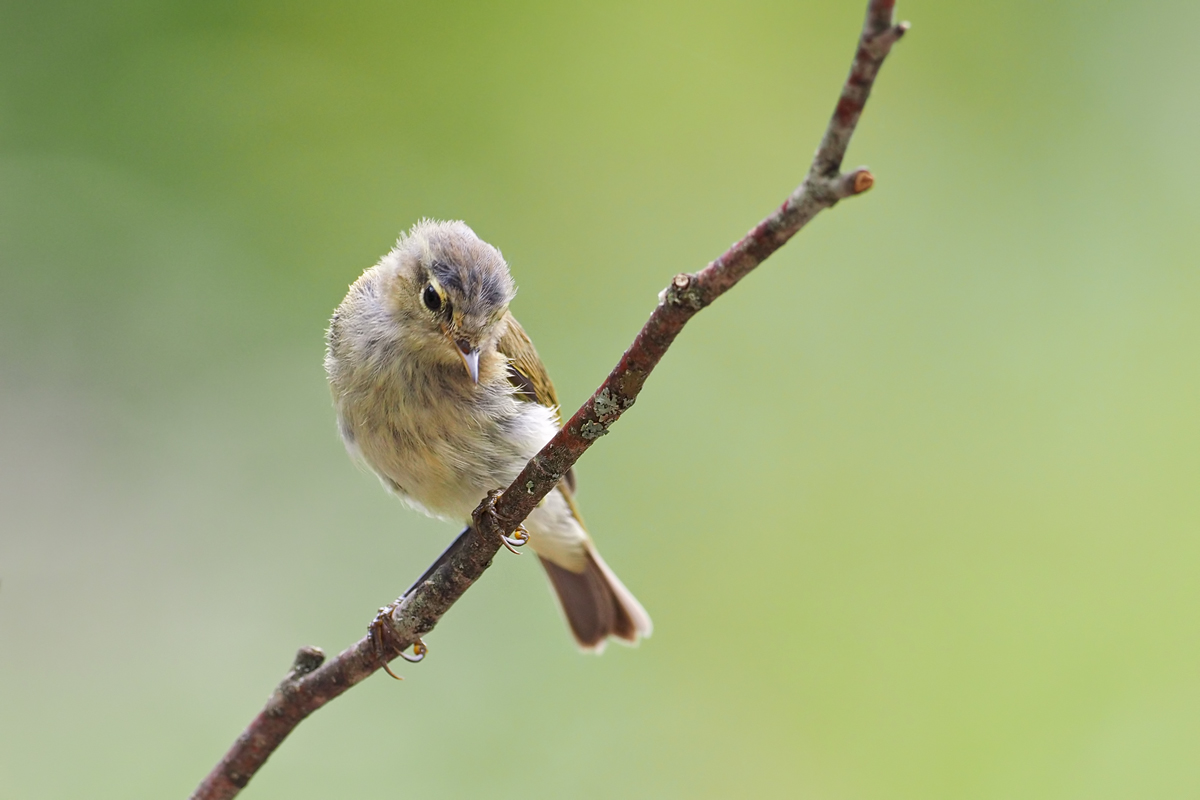 Phylloscopus-trochilus-OGG79426---Kopie.jpg