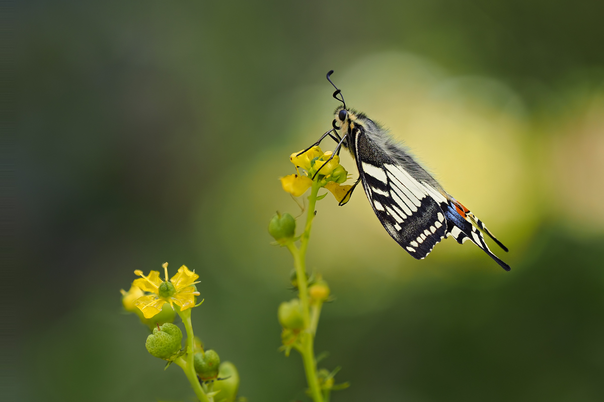 Papilio-machaon-zogg80426_9---Kopie.jpg