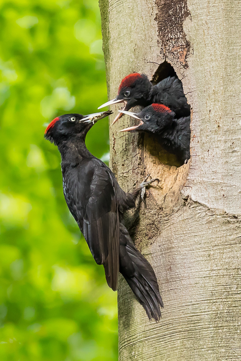 Schwarzspecht (Dryocopus martius)_02LK1155-2.jpg