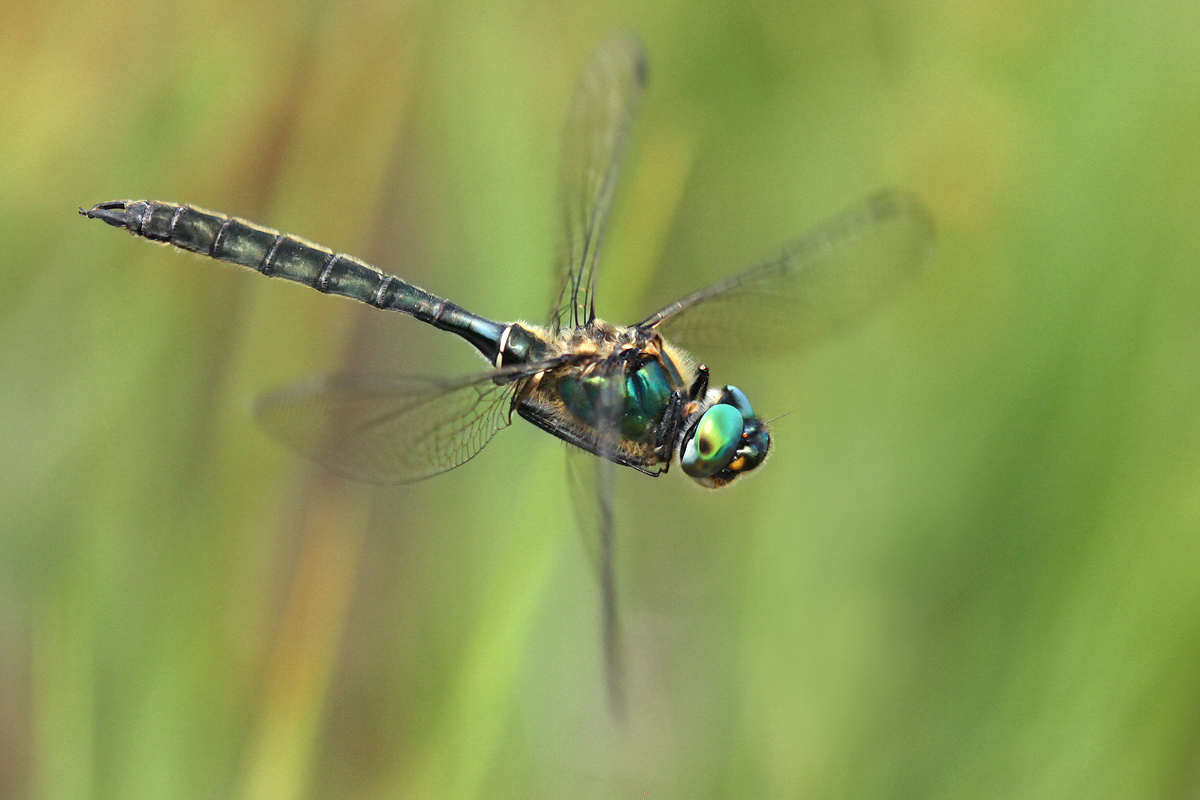 Somatochlora alpestris_m_flug_IMG_8911_1200b.jpg