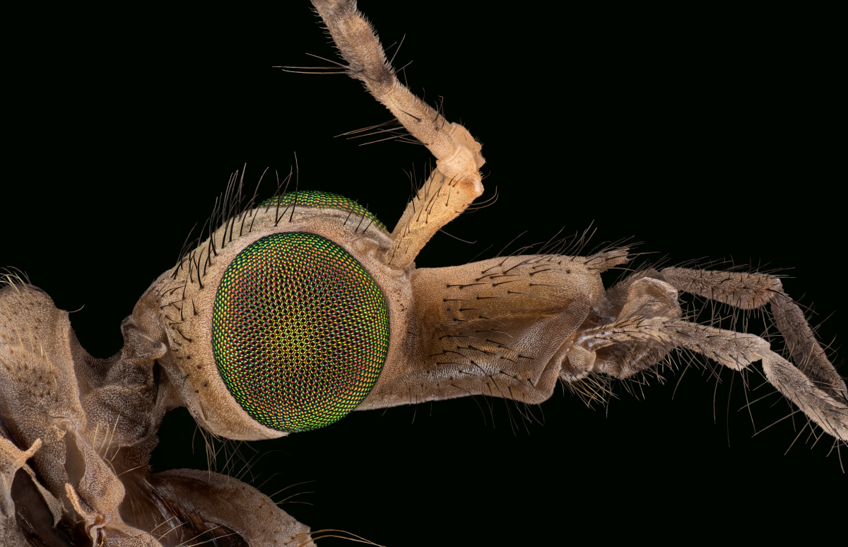 05271_D810_Mitutoyo10_10zu1_Tipula_0p0025.JPG