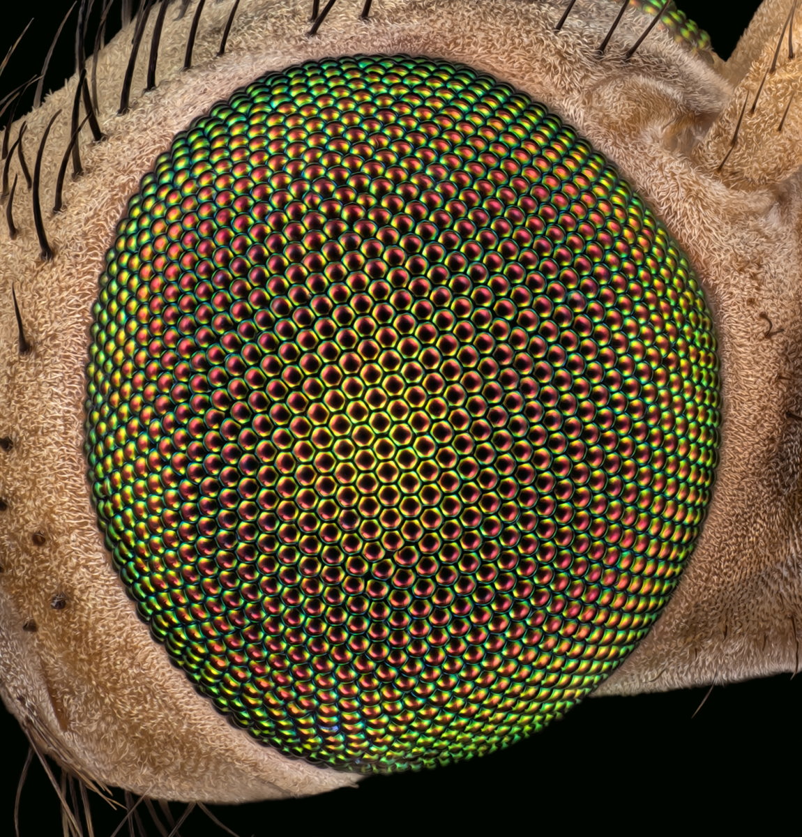 05271_D810_Mitutoyo10_10zu1_Tipula_0p0025_Auge.JPG