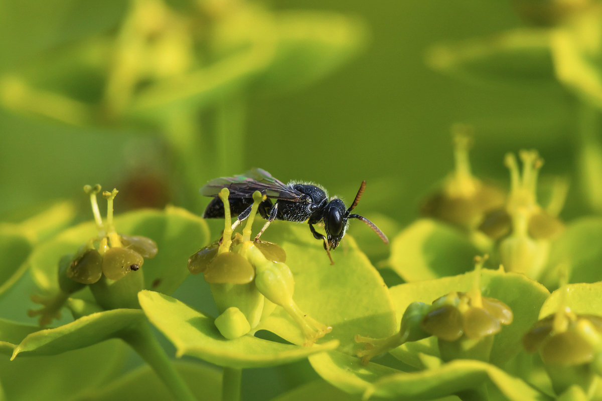 Hylaeus punctatus Grobpunktierte Maskenbiene; Colletidae Insekt (1)-2-2.jpg