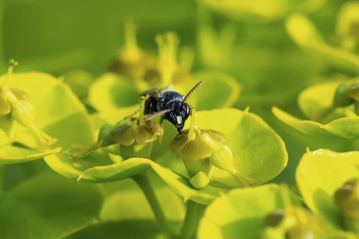 Hylaeus punctatus Grobpunktierte Maskenbiene; Colletidae Insekt (3)-1-1.jpg