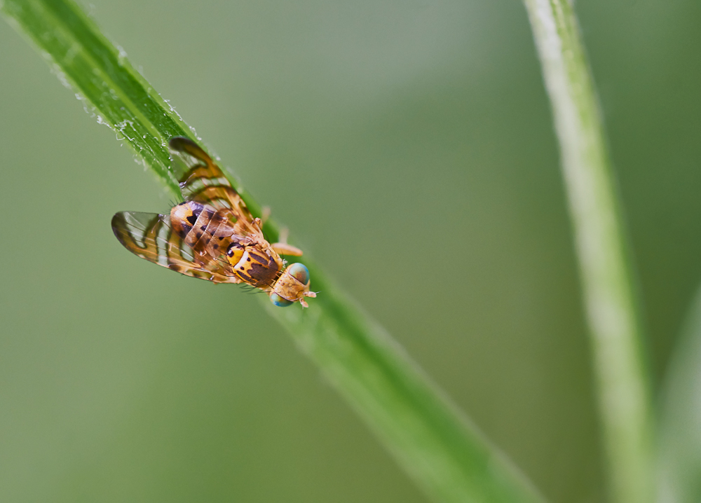 Bohrfliege Männchen.jpg