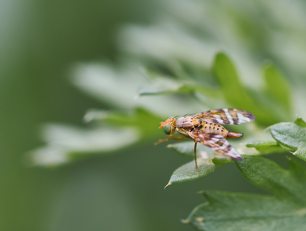 Bohrfliege, Weibchen.jpg