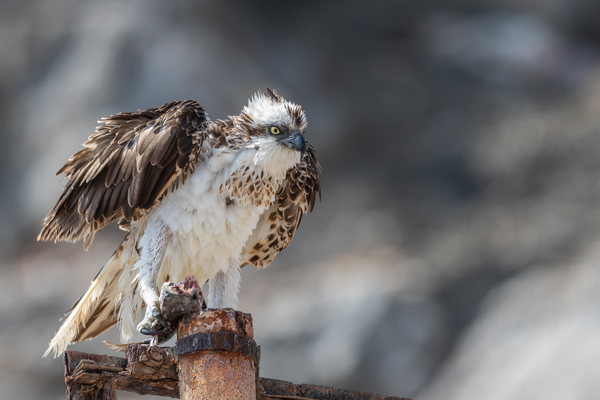 Fischadler (Pandion haliaetus)_01KL0729.jpg