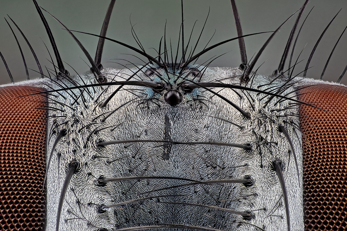 05285_D810_Mitutoyo20_20zu1_Calliphoridae_0p003.JPG