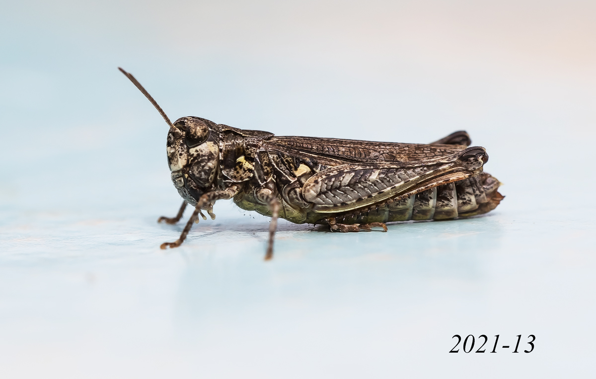 _MG_4402-Bearbeitet - Kopie.jpg