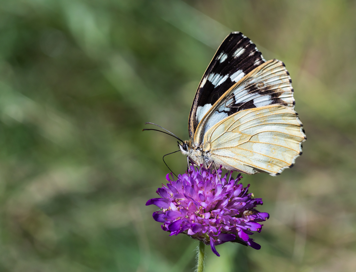 Schachbrett (Melanargia galathea)_02LK9735.jpg