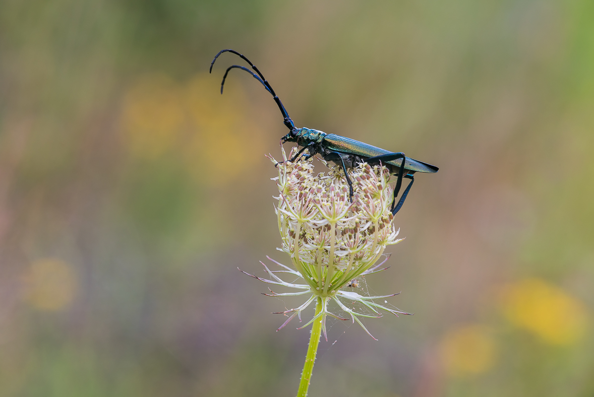 Moschus Bock-8297.jpg