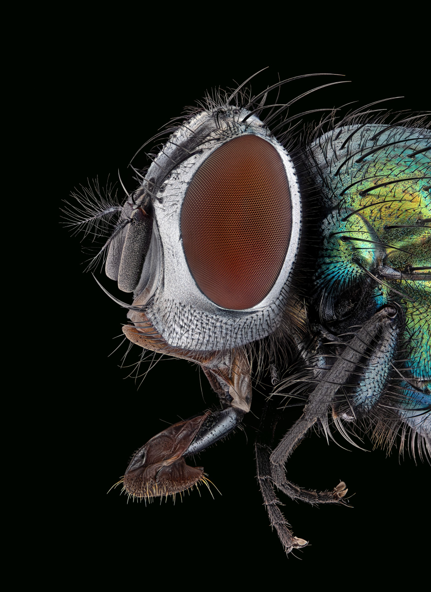 05283_D810_Laowa25_5zu1_Lucilia_sericata_0p01.JPG