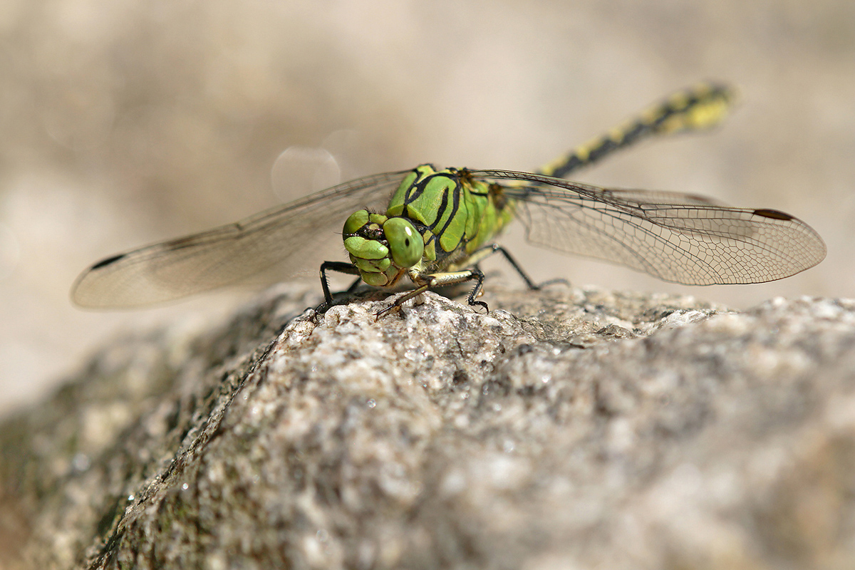 Ophiogomphus cecilia_m_IMG_6961_1200a.jpg