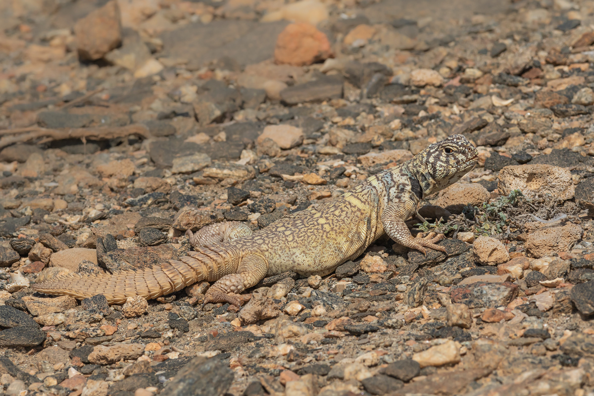 Dornschwanzagame (Uromastyx benti)_01KL1075.jpg