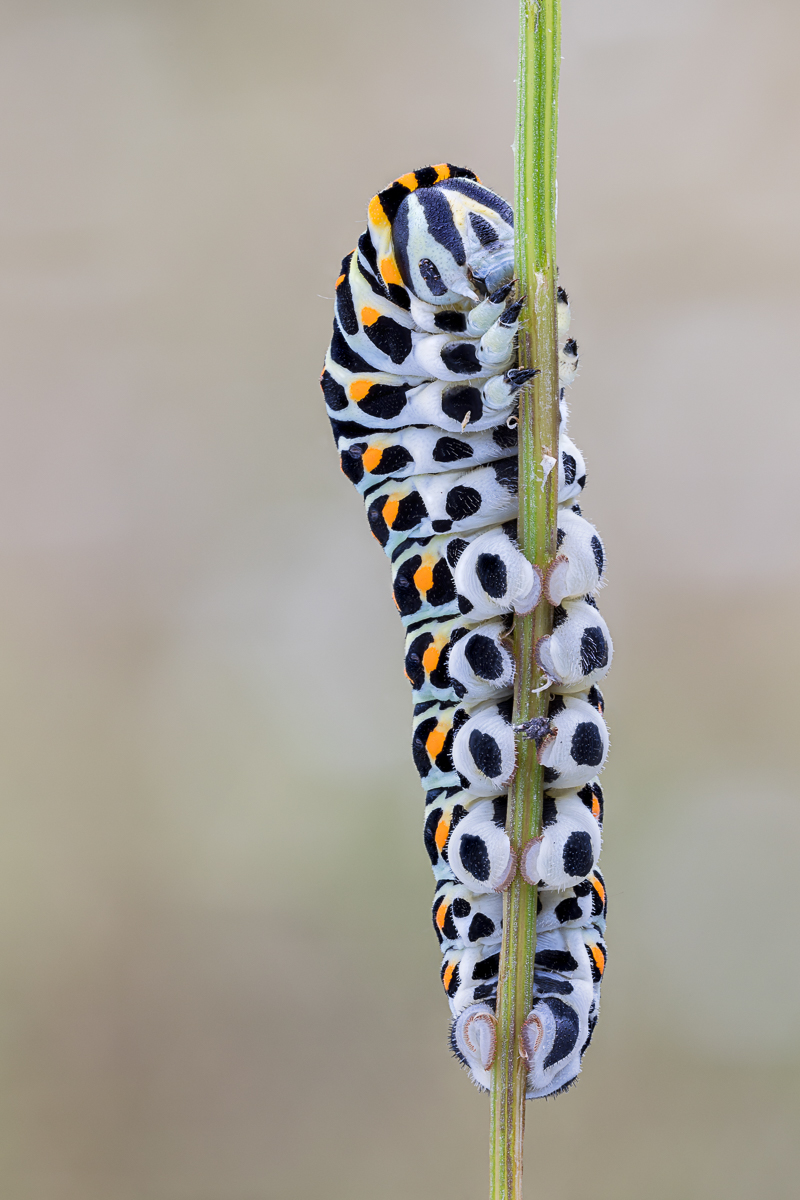 20210905-20210904-IMG_7129 ZS34 1-13 f56u8 160 65-b.jpg