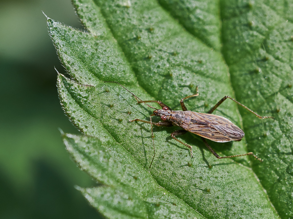 Nabis pseudoferus.jpg