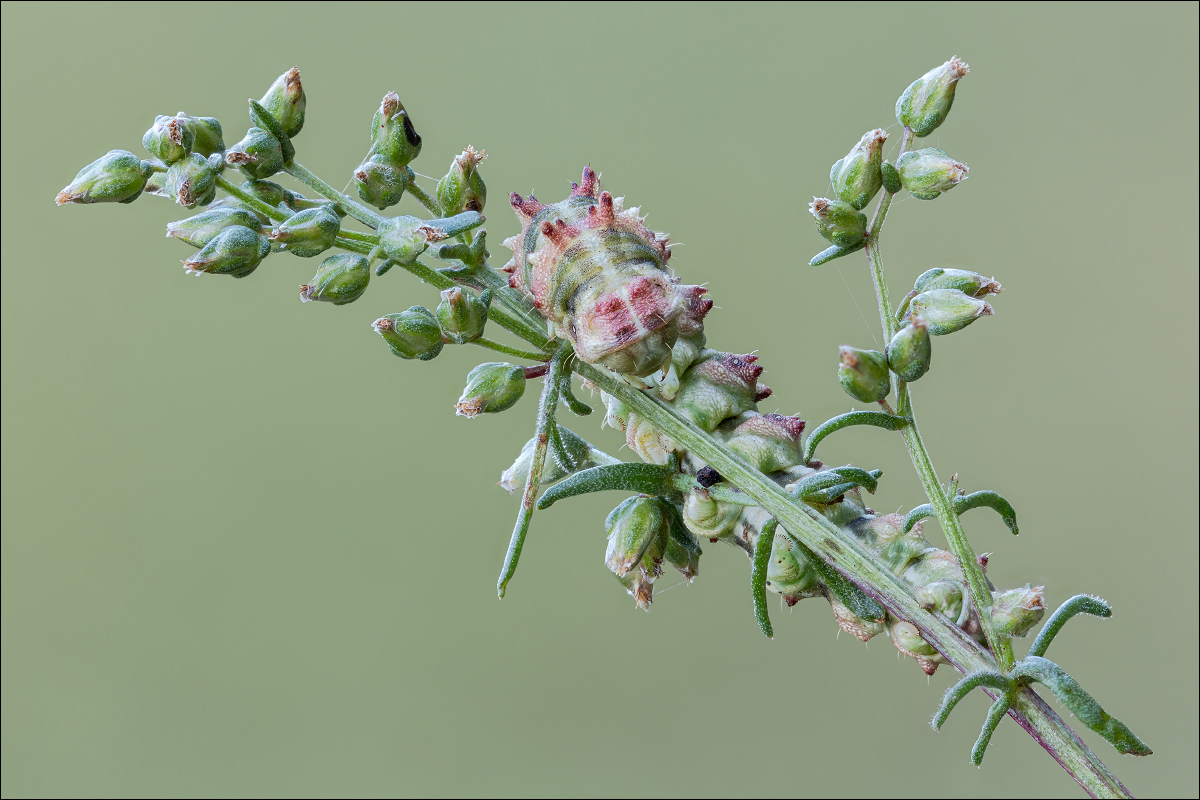 12-BC-bea-1200-30.jpg